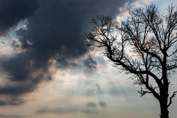 Fototapeta na wymiar Silhouette of leafless tree isolated on cloudy sky and sunlight shining through the clouds