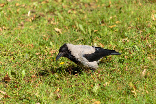 The Raven on a green meadow.