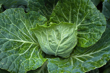 head and leaves of green cabbage