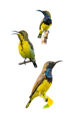 Fototapeta premium Male Olive-backed sunbird perching on a tree branch isolated on white background