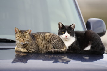 車の上で休憩中