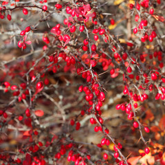Berberis thunbergii 'Atropurpurea' ou Épine-vinette de Thunberg pourpre au rameaux épineux, glabres, pourprés, garnis de baies rouge vif