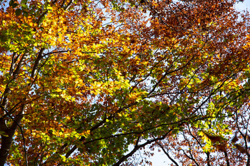 Crohn autumn forest over his head