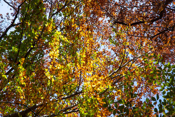 Crohn autumn forest over his head