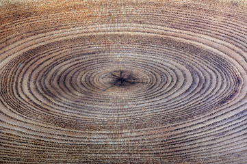 Fototapeta premium A close up of the cut of a ash tree. ( Fraxinus mandshurica )