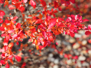 Berberis thunbergii 'Atropurpurea' ou Épine-vinette pourpre de Thunberg aux petites feuilles...