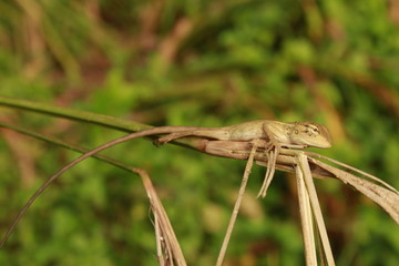 Beautiful Indian Tree Lizard or Oriental Garden Lizard in nice green blurr background.