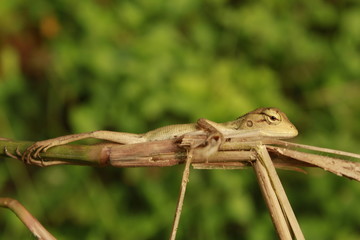 Beautiful Indian Tree Lizard or Oriental Garden Lizard in nice green blurr background.