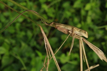 Beautiful Indian Tree Lizard or Oriental Garden Lizard in nice green blurr background.