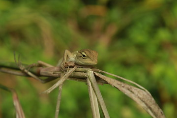 Beautiful Indian Tree Lizard or Oriental Garden Lizard in nice green blurr background.