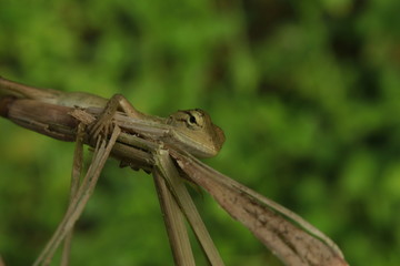 Beautiful Indian Tree Lizard or Oriental Garden Lizard in nice green blurr background.