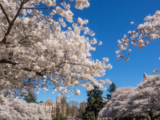 Quad Cherry Blossom