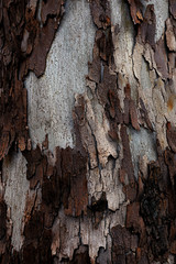Beautiful structure of tree bark. Interesting texture of the tree surface.