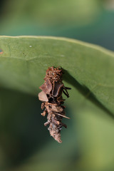 tinea pellionella, a case-bearing moth, is a species of tineoid moth in the Tineidae family, a...
