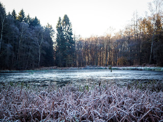 Winterwald