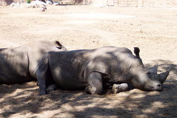 Two large rhinoceros sleeping on the ground. Lying down vertebrates.
