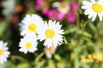 Camomile on the meadow grows on a green summer background