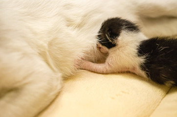 Kittens that feed from mother