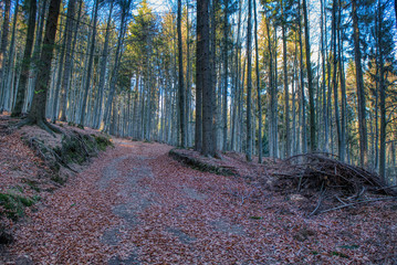 forest road covered with leaves from tree in autumn