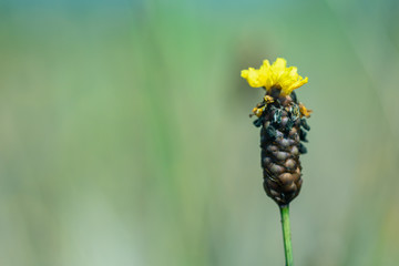 Selective focus Tall Yellow-eyed Grass in field.Blurred beautiful yellow grass flower.The Xyridaceae in field.