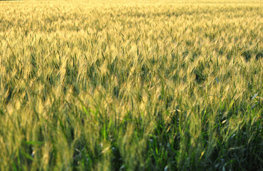 Green and golden wheat field in late spring. 