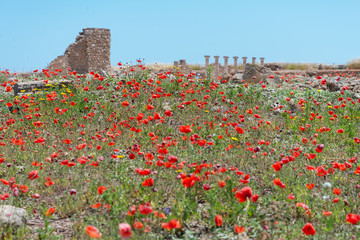 field of blooming red poppies in spring