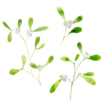 Watercolor misletoe plant for christmas decor.