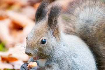エゾリスお食事タイム