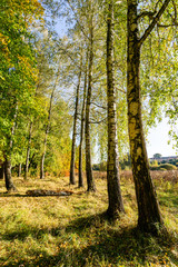 autumn in the park