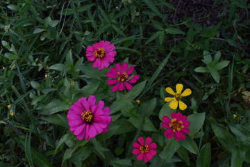 flowers in the garden