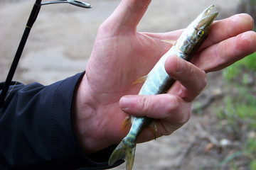 Summer fishing, pike fishing, spinning on the lake