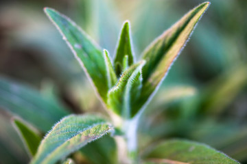 Spring plant opening