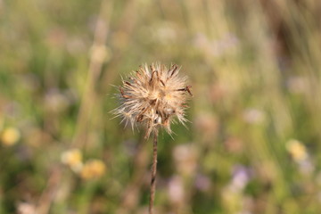 Weed, grass, small, caused by rice fields are dry.In the spring of colors.Small grass is drying 