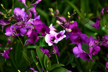 Obraz premium Colorful flowers in the garden.flower blooming.Beautiful flowers in the garden. 