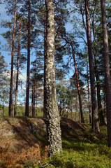 Forest on a summer day in Central Norway