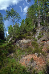Forest on a summer day in Central Norway