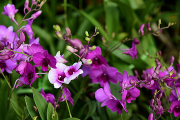 Colorful flowers in the garden.flower blooming.Beautiful flowers in the garden.	