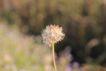 Weed, grass, small, caused by rice fields are dry.In the spring of colors.Small grass is drying 