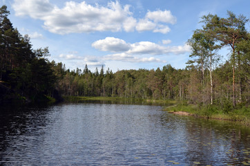 Forest on a summer day in Central Norway