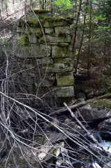 Forest on a summer day in Central Norway