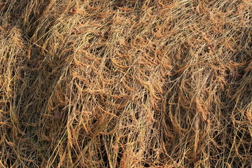 The rice will be harvested.Grain crops are grown and harvested