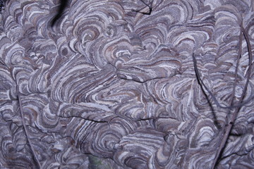 Vespirary or wasp nest background