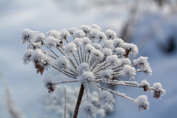 Winter background, morning frost on the grass in ice