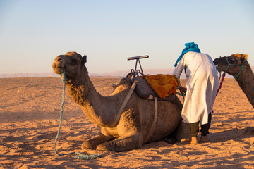 Fototapeta premium Paseos en Camello por el desierto de Zahora