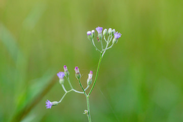 Close up Chromolaena odorata  flower in green background.Common names include Siam weed,Christmas...