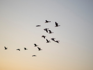 Vögel im Sonnenuntergang 