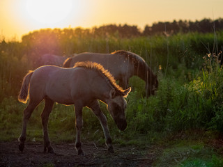 Fototapeta premium Sonnenuntergang Junges Woldpferd Niederlande