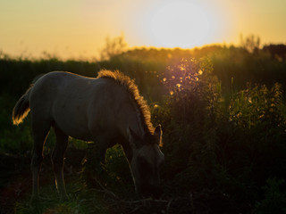Junges Wildpferd Niederlande Sonnenuntergang