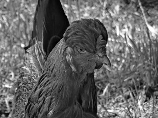 One free-range chicken with details of his variation of feathers along his neck and on his face. This farm animal has a big eye and a part of his body in the shadow.