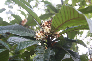 White flowers of Loquat tree also called Japanese medlar: Eriobotrya japonica tree in bloom